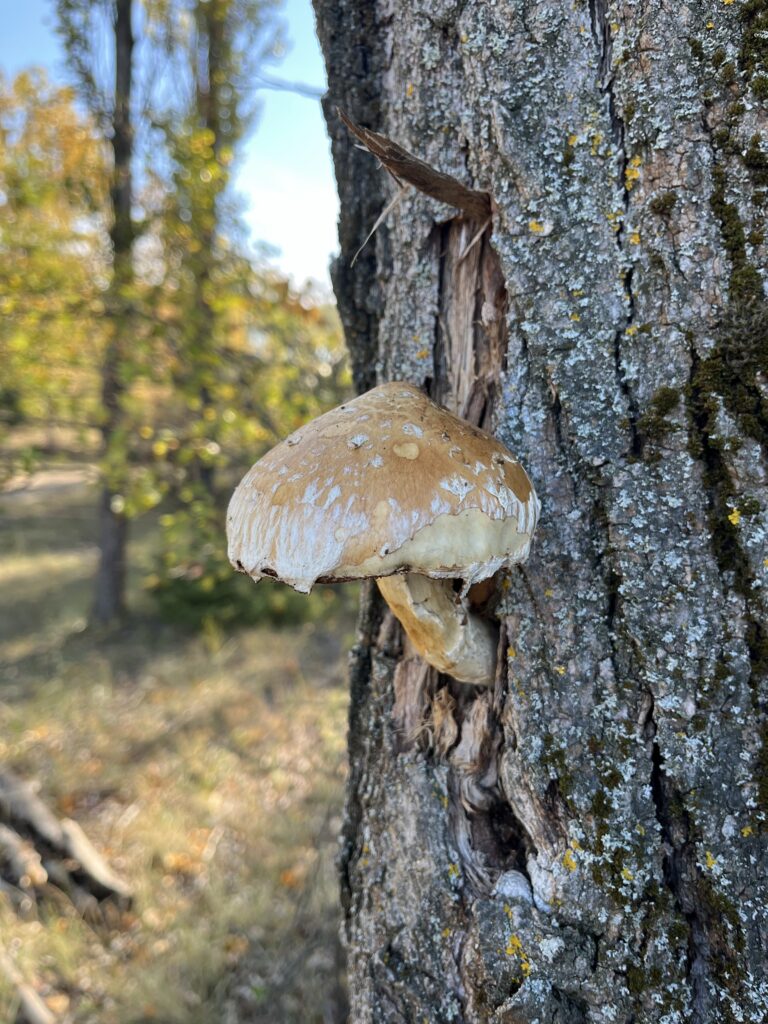Varázserdő-Magic Forest Ceramics